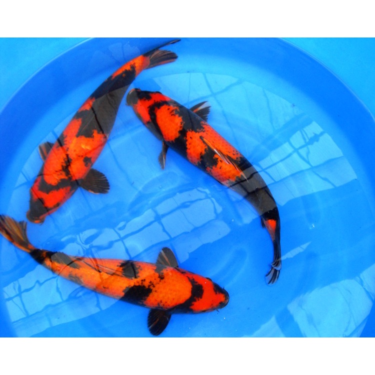 Ikan Koi Utsuri Blitar 31-33cm (Pilih Acak)