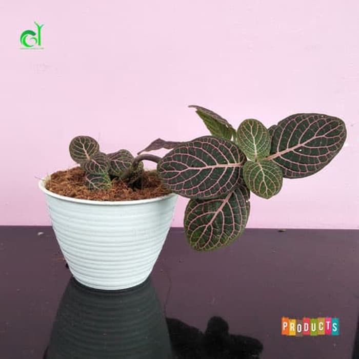 Tanaman fittonia verschaffeltii pink never daun merah muda