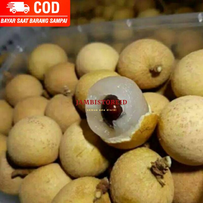 

(JAMBISTOREID) JAMBI LANGSUNG KIRIM Buah Kelengkeng Mata Kucing 500gram Klengkeng Lengkeng Segar Manis Premium Jambi