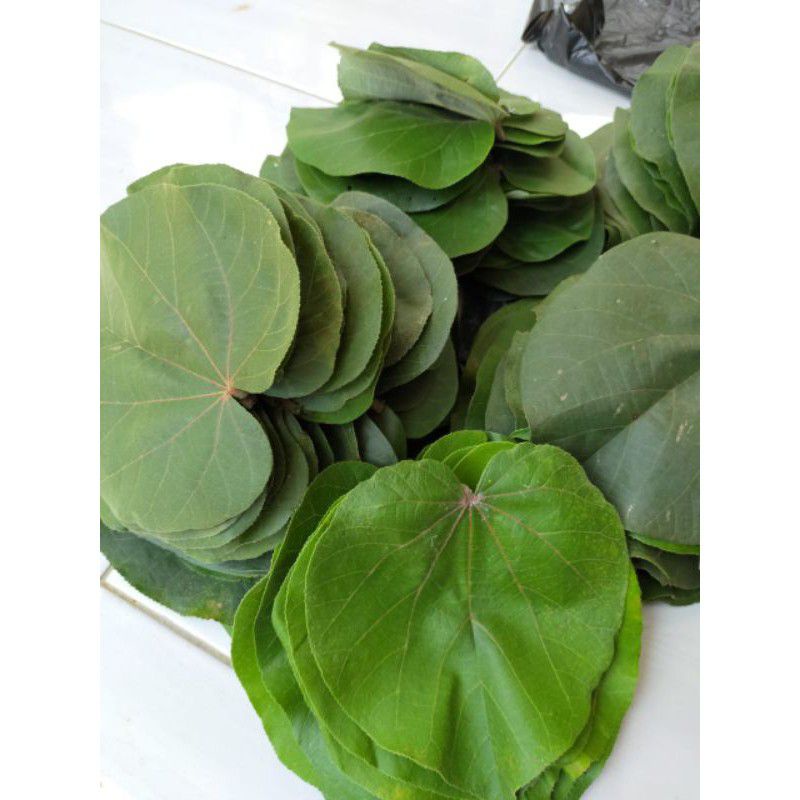 

Daun Waru | Daun Waru Fresh