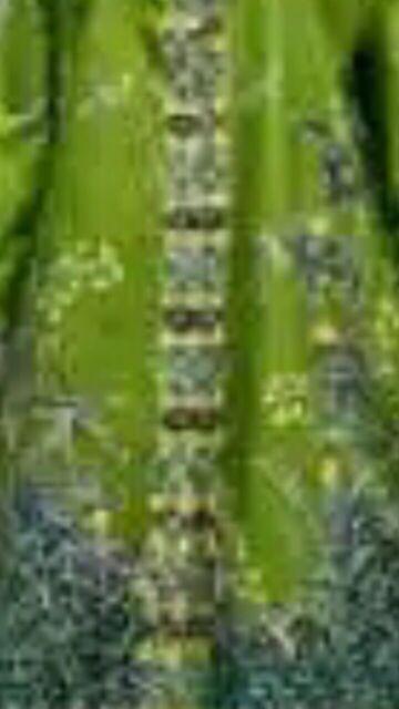 Batik Tunik Shibori Jumputan Terbaru Size S-3l / Hrb026 Yelbor Navbor / Biru Putih / Original..