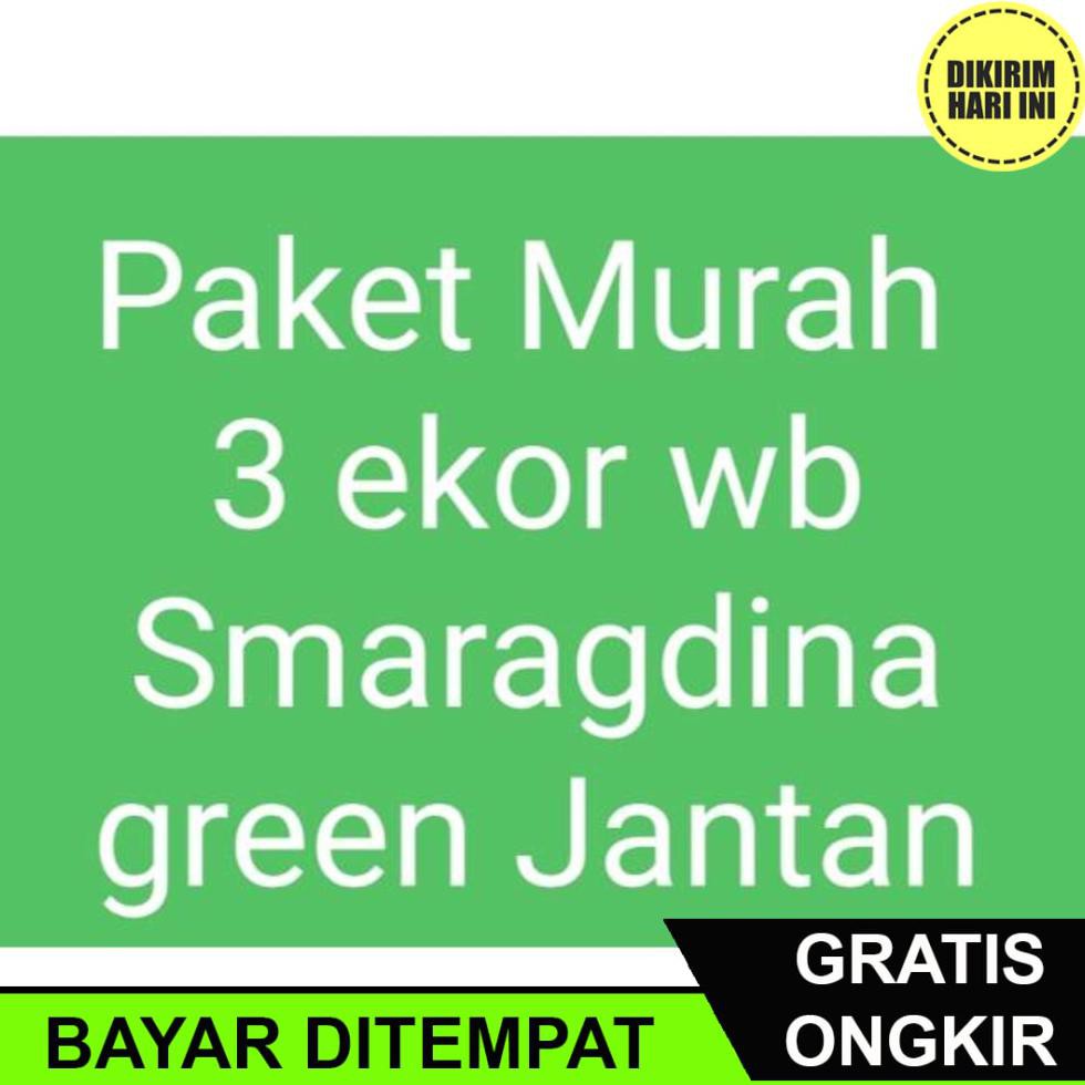 

(BAYAR DITEMPAT) DC4056 PAKET SMARAGDINA GREEN ISI 3 EKOR