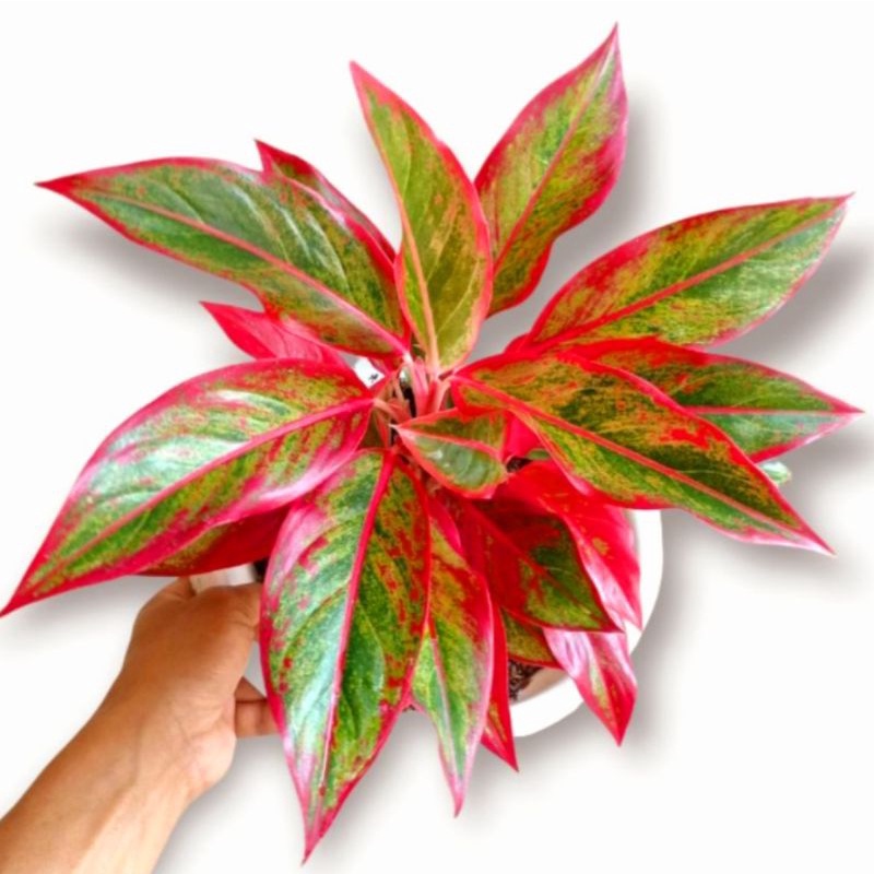 For Sale { BISA COD } Aglonema Lipstik Siam Aurora Merah Remaja | Tanaman Hias Bunga Aglaonema Siam 