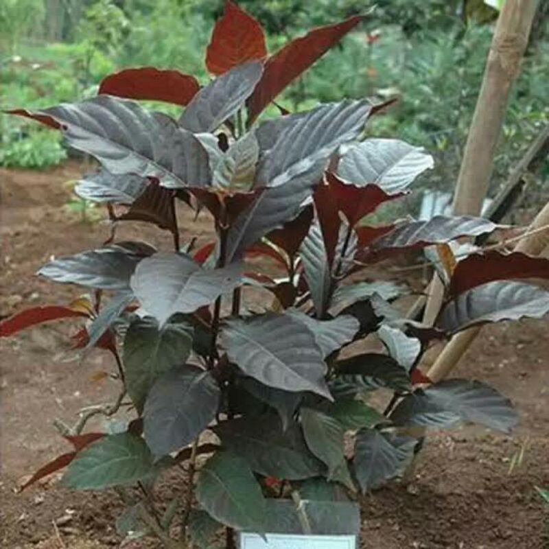 daun ungu obat ambeien