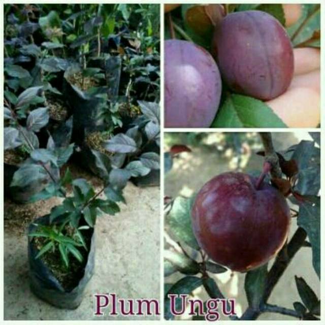 Bibit buah plum ungu
