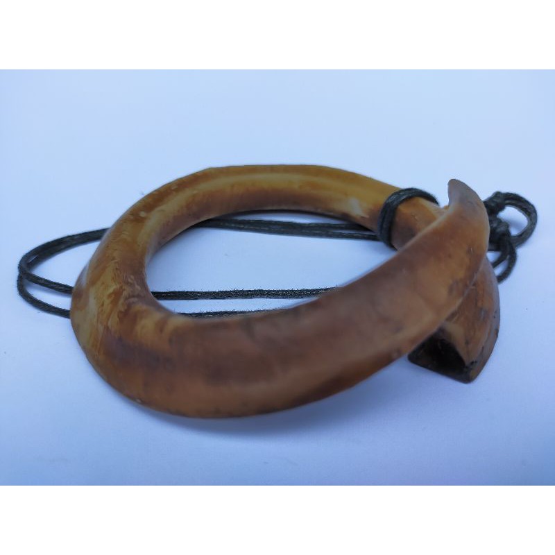 taring babi melingkar 23cm