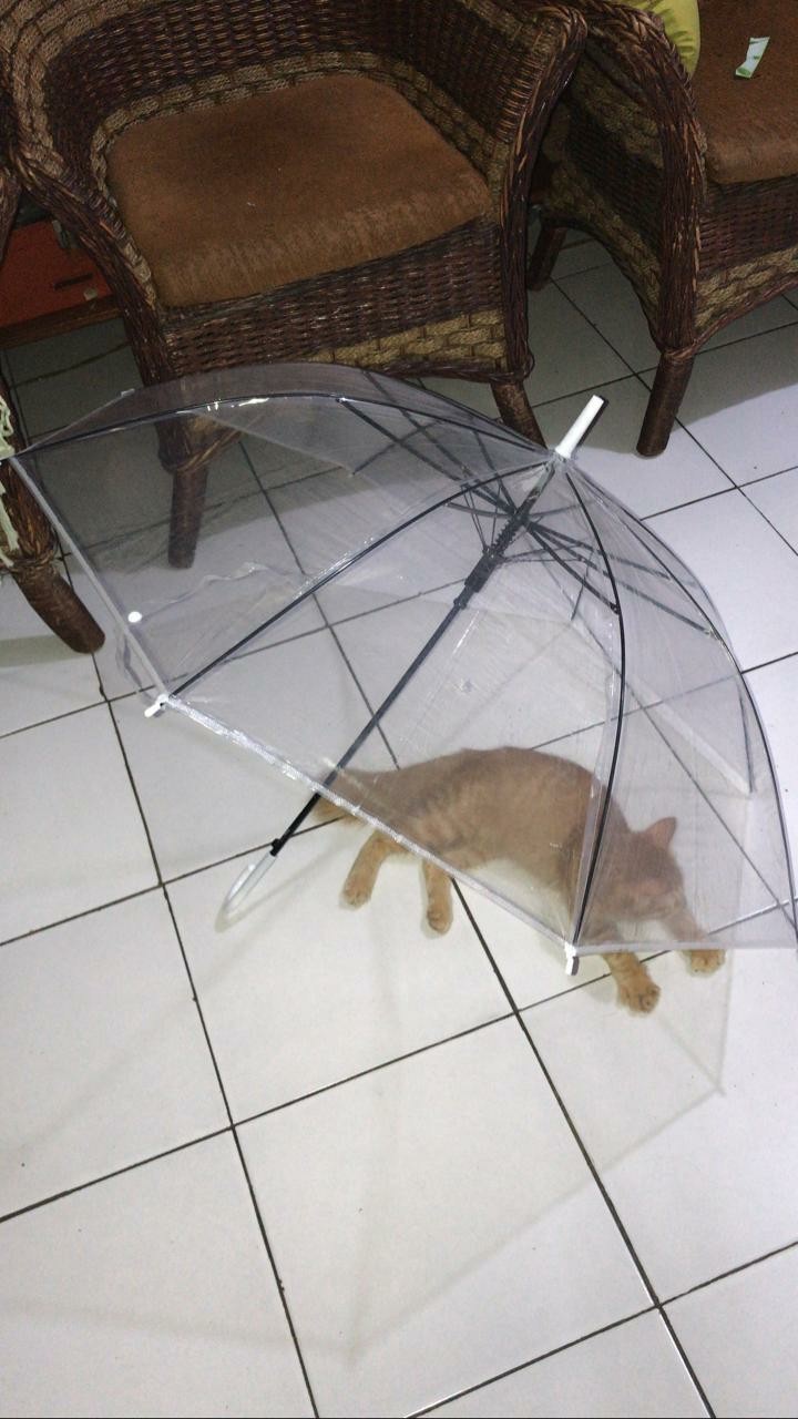 Payung Transparan Bening Umbrella Transparant Korea Japan Best Quality