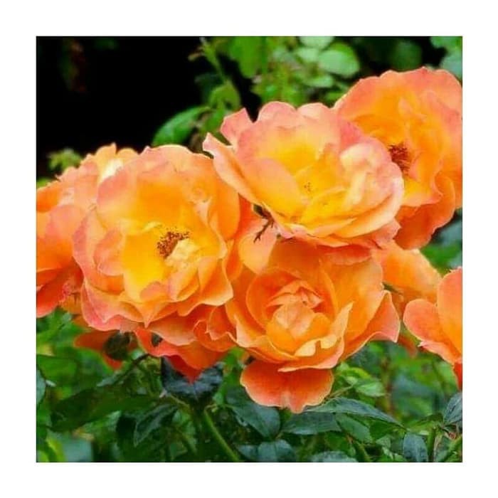 Tanaman Mawar Floribunda Colorado