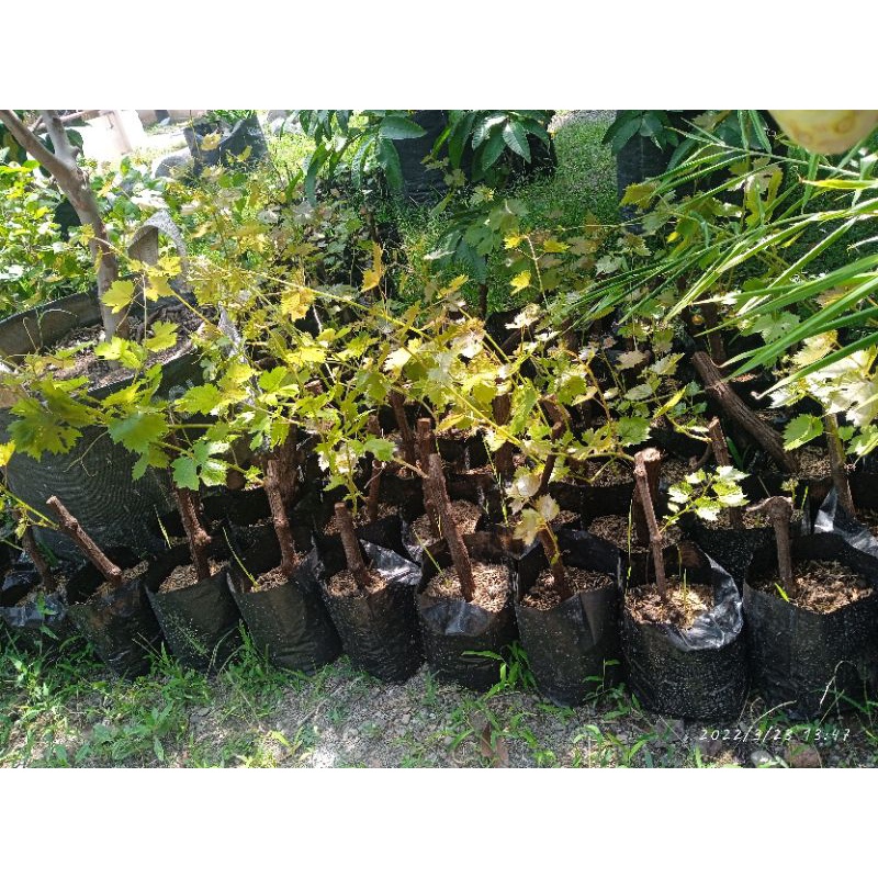 jual anggur import jenis BUYCONUR NEW GRAPE, TRANS GRAPE ukuran batang spidol ( ±1½cm)