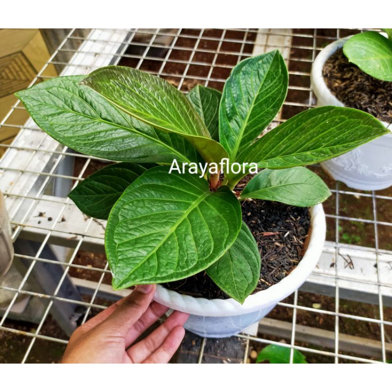 anthurium jemani mangkok