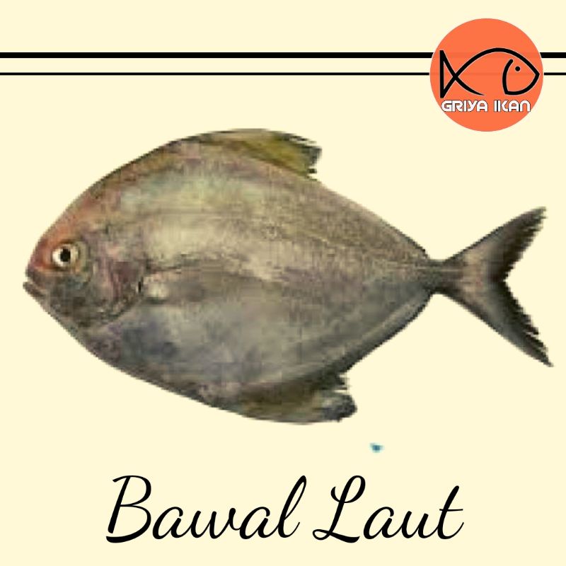 

IKAN BAWAL LAUT Segar
