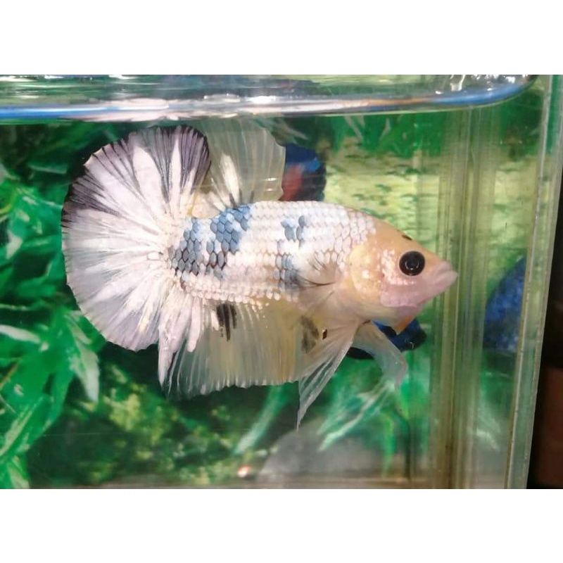 paket 10 ekor  cupang yellow koi copper YKC