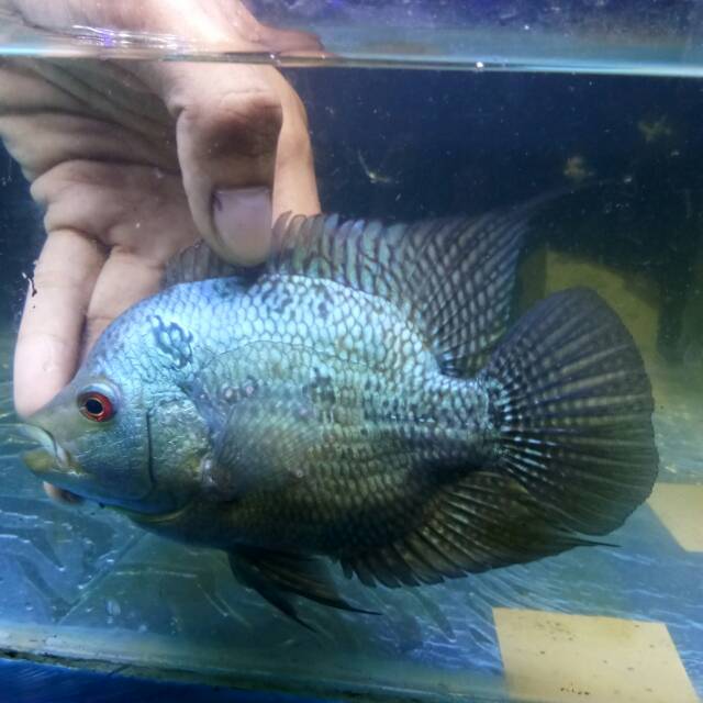 Ikan louhan lohan female sb short body ukuran 12cm