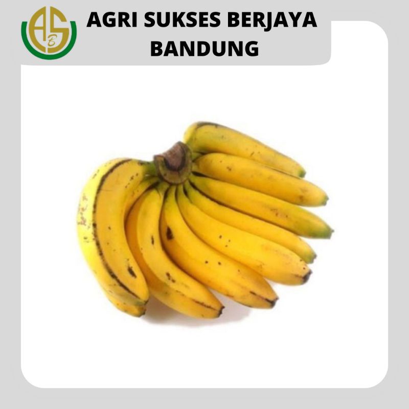 

Pisang Ambon - 1 Kg
