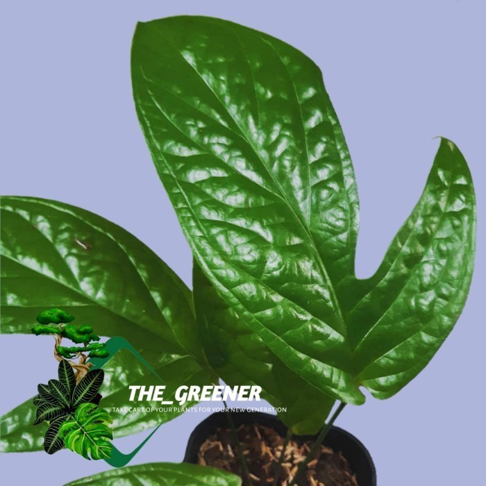 amydrium medium green