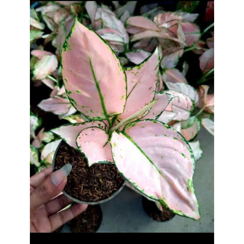 AGLONEMA PINK START BABY SUPER MURAH