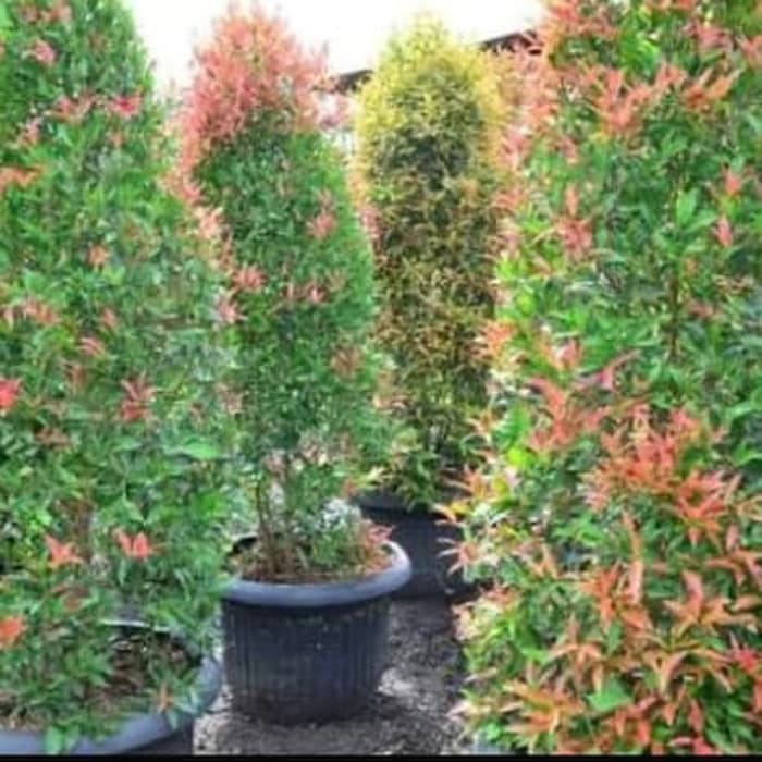 tanaman hias pucuk merah - pohon pucuk merah Tinggi 1 meter