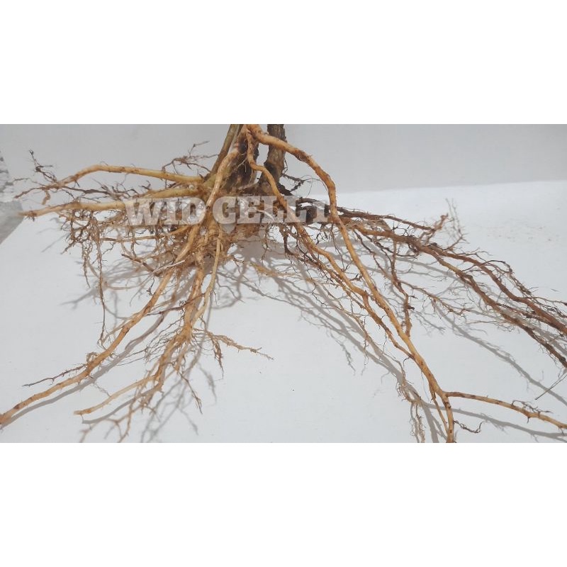 akar senggani akar aquascape perbatang