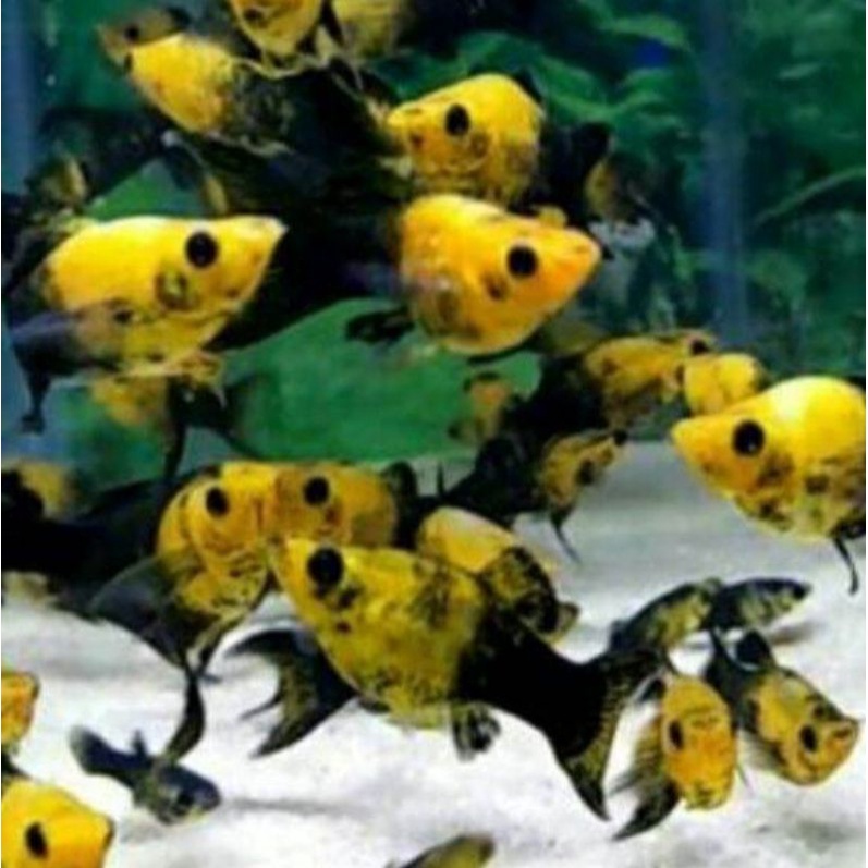 

Platy Golden Black