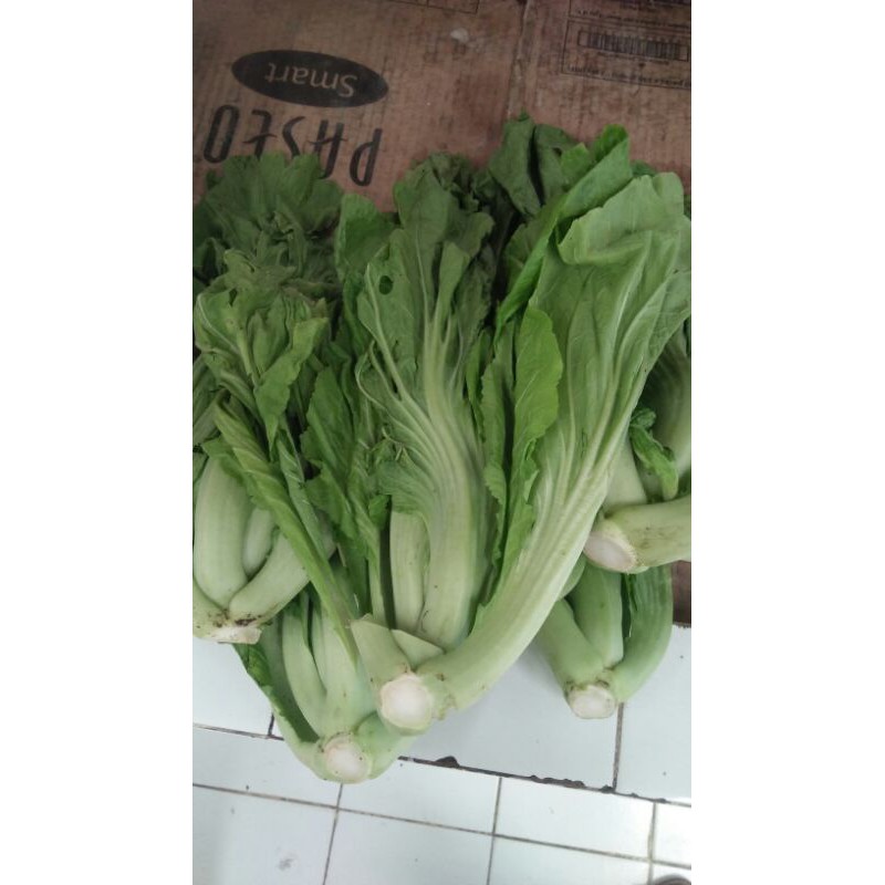 

SAYUR PAHIT