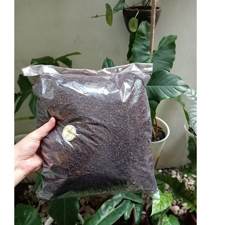 

Terbaruϟ Pakis Cacah Halus Oven 1kg