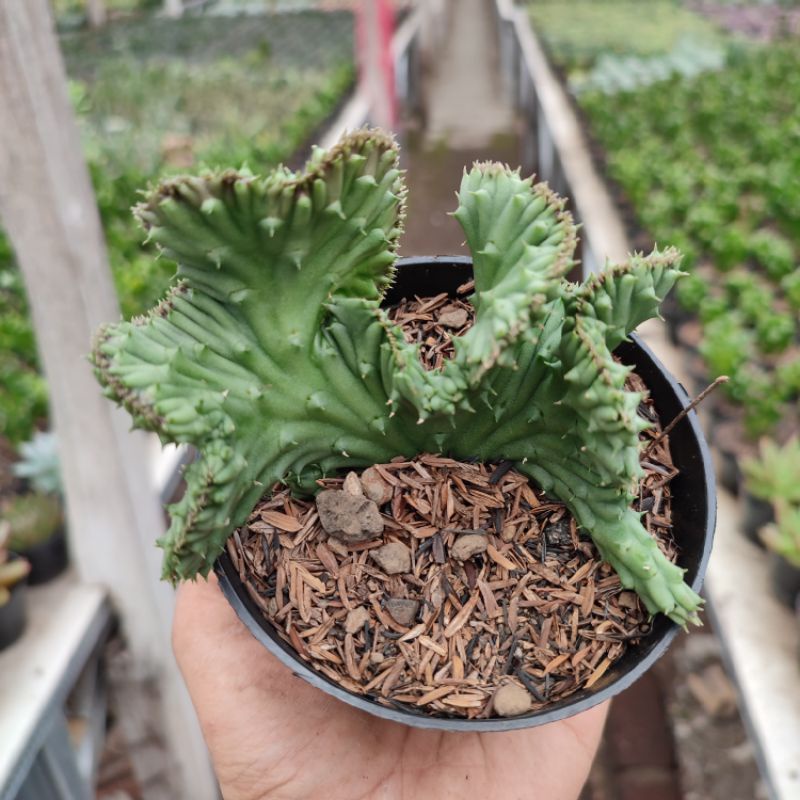 Huernia Schneideriana Cristata