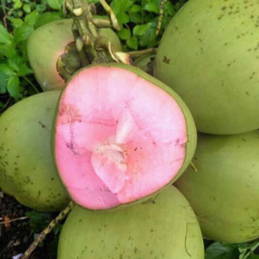 

Kelapa Wulung Hijau Herbal Detox Minuman Berkhasiat buah buahan segar