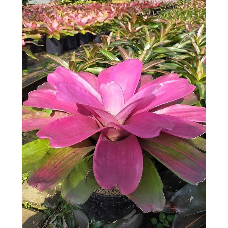 paket 5 tanaman hias hidup bromelia baby pink/tanaman pot bunga bromelia/bromelia daun pink
