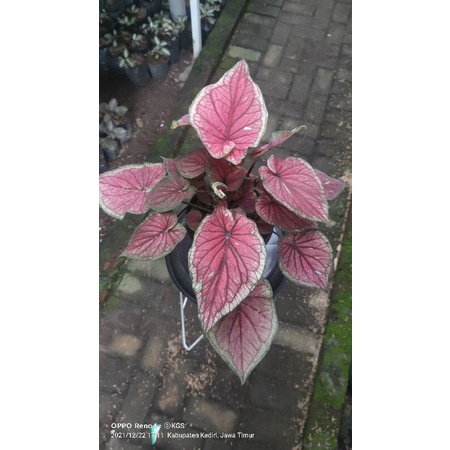 CALADIUM RED JAGUAR DAUN GANDA TYPE RUMPUN