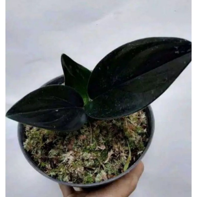 Tanaman hias scindapsus hitam-sirih hitam