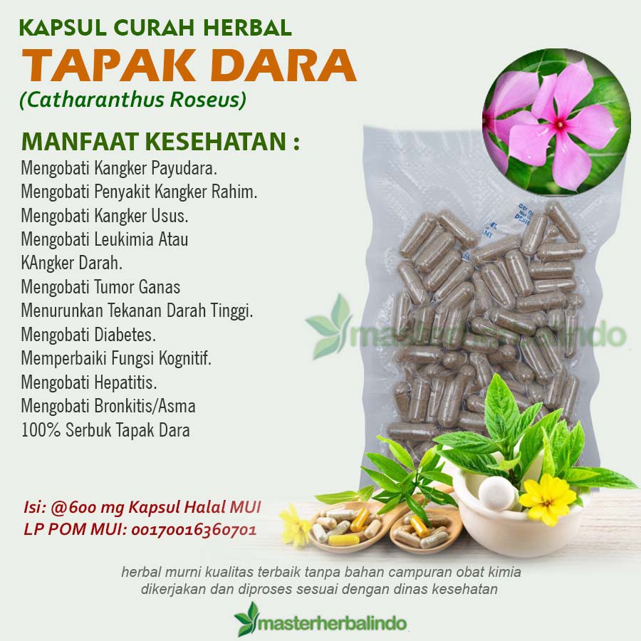 

Kapsul Curah Herbal TAPAK DARA 200x600mg Kanker Tumor Insomnia Hepatitis