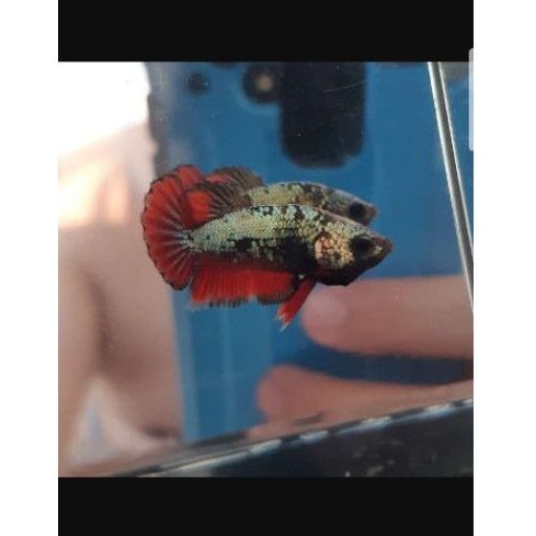 

Promo! Ikan Cupang Gold copper Termurah