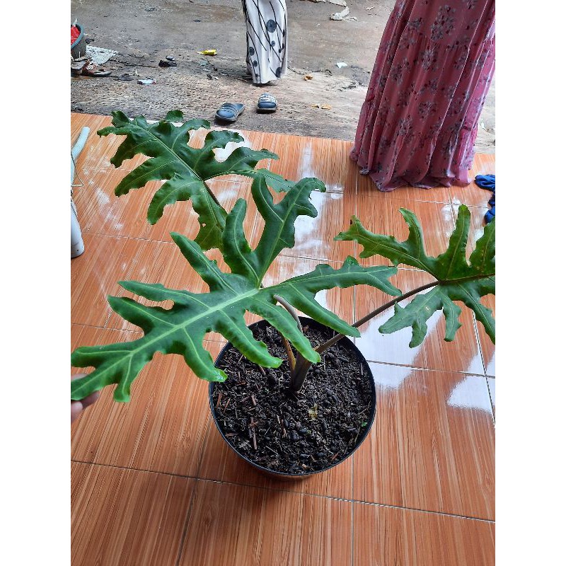 TANAMAN HIAS ALOCASIA PORTEI MALAYSIAN MONSTER