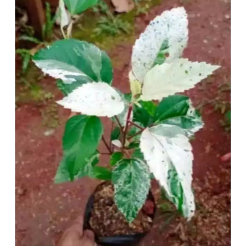 Tanaman kembang sepatu variegata