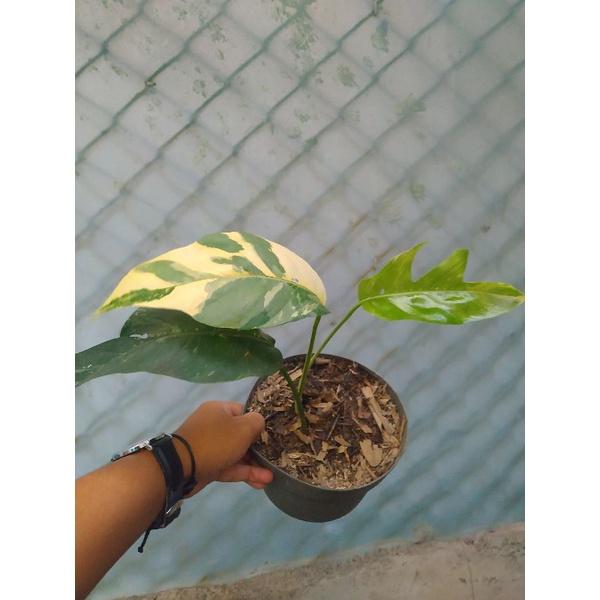 epipremnum pinnatum Variegata