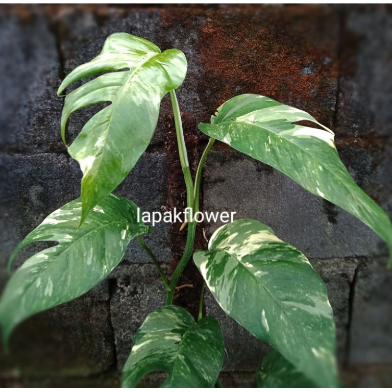 EPIPREMNUM VARIGATA PUTIH DAN KUNING  /KUJANG