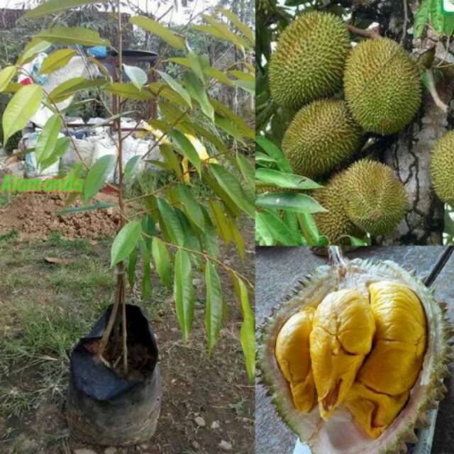 Paket 10 bibit durian musangking kaki 3