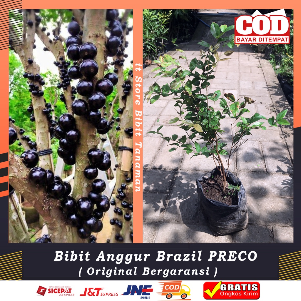 Bibit Anggur Brazil PRECO Anggur Pohon Brazil Preco/Jaboticaba Preco Original
