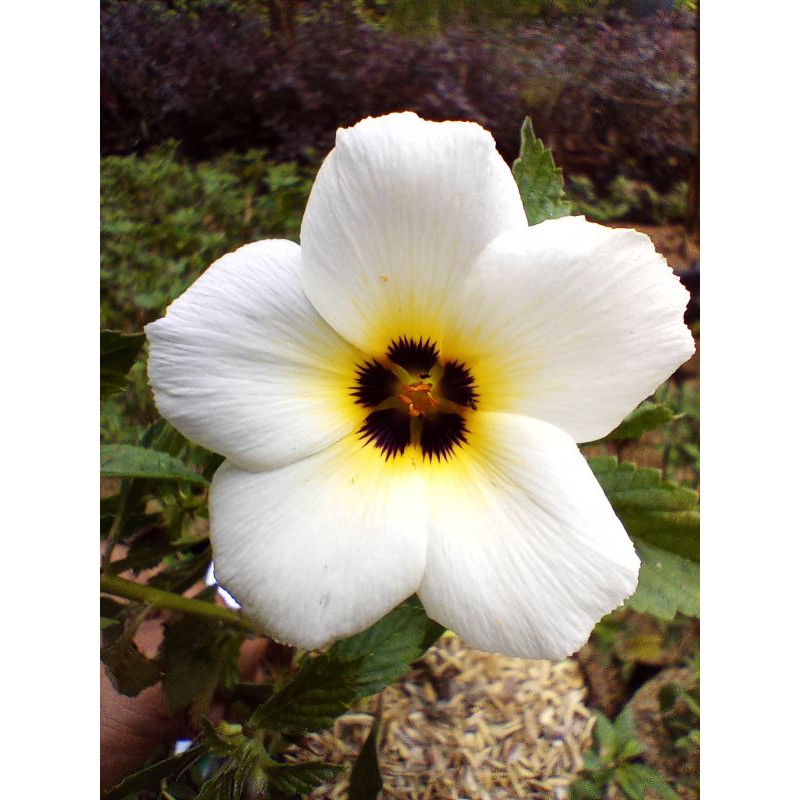 TANAMAN HIAS TURNERA ULMIFOLIA