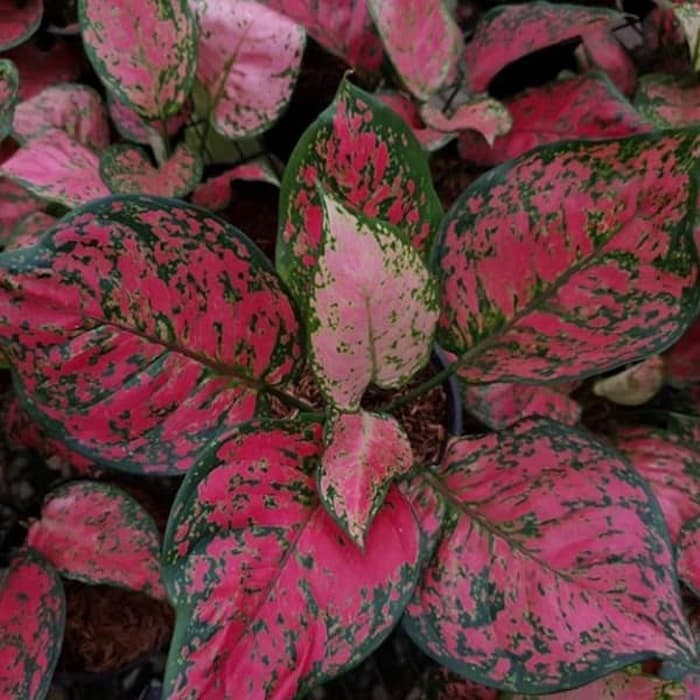 tanaman hias aglonema dut anjamani - aglonema red dut anjamani