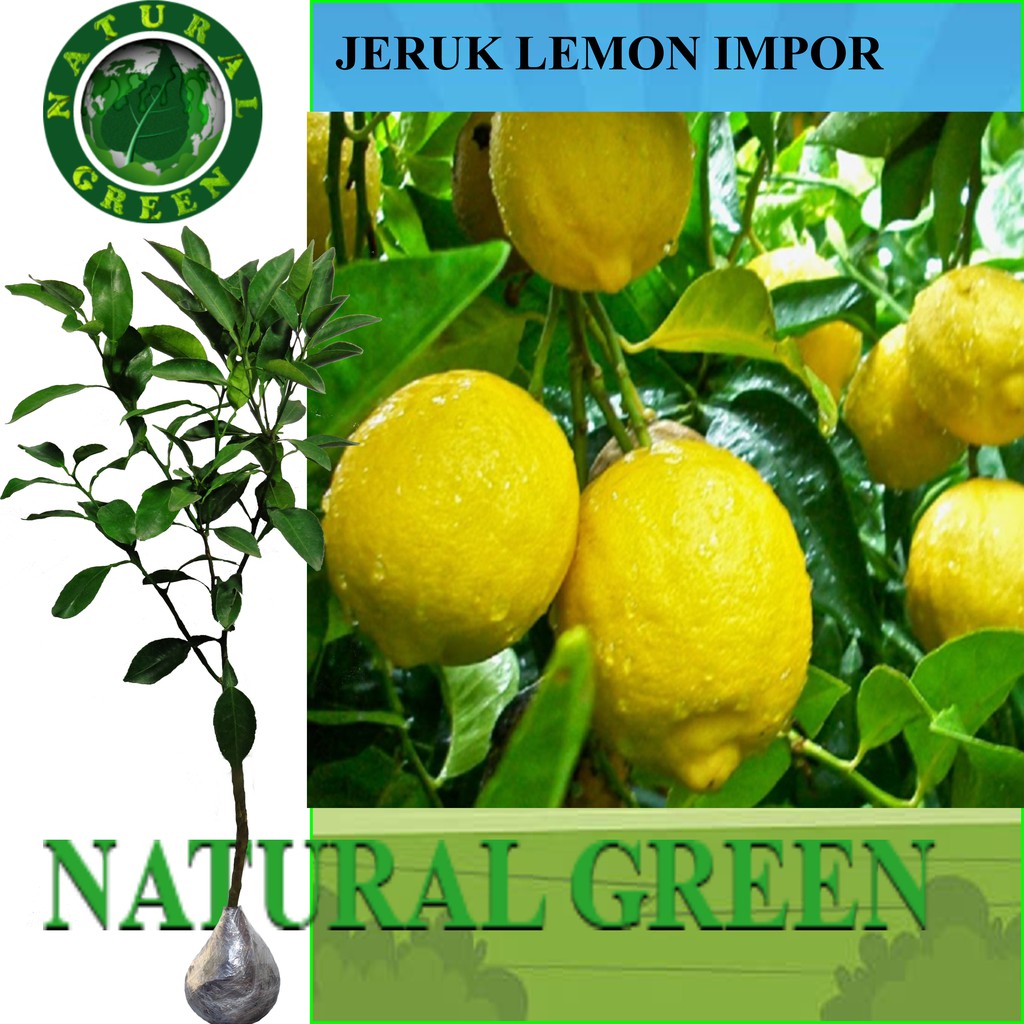 Tanaman Buah Jeruk Lemon Impor Shopee Indonesia