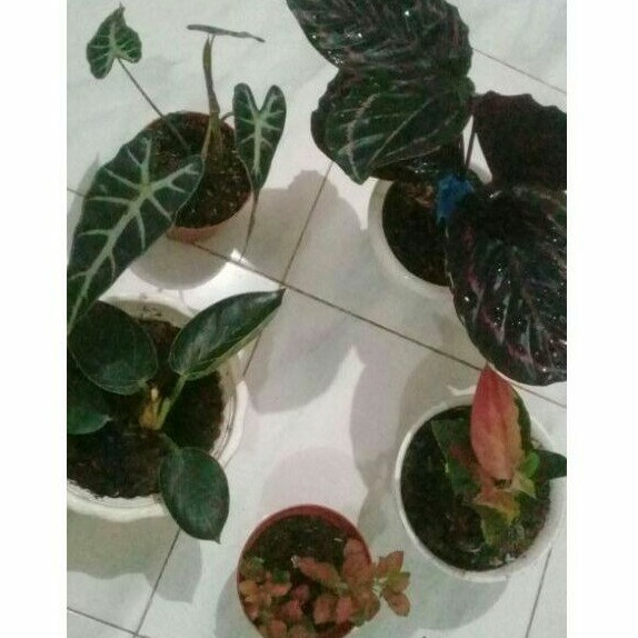 tanaman calathea black lipstik,suksom,bambino,pitonia,birkin import PAKET 5
