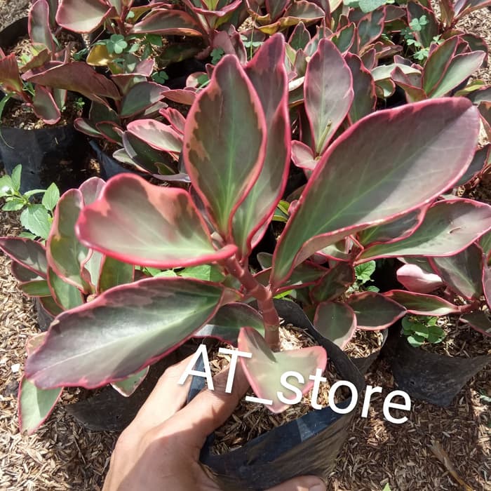 tanaman hias hoya daun merah - hoya