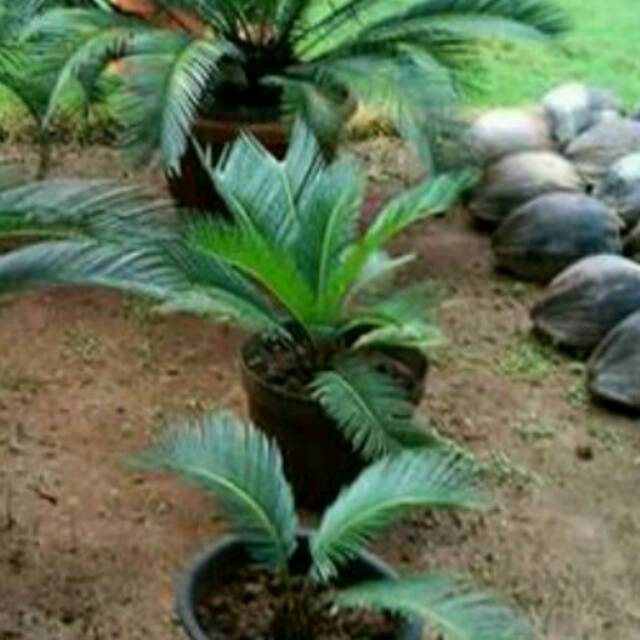 Tanaman hias bibit palm sikas Shopee Indonesia Tanaman hias bibit palm sikas Shopee Indonesia