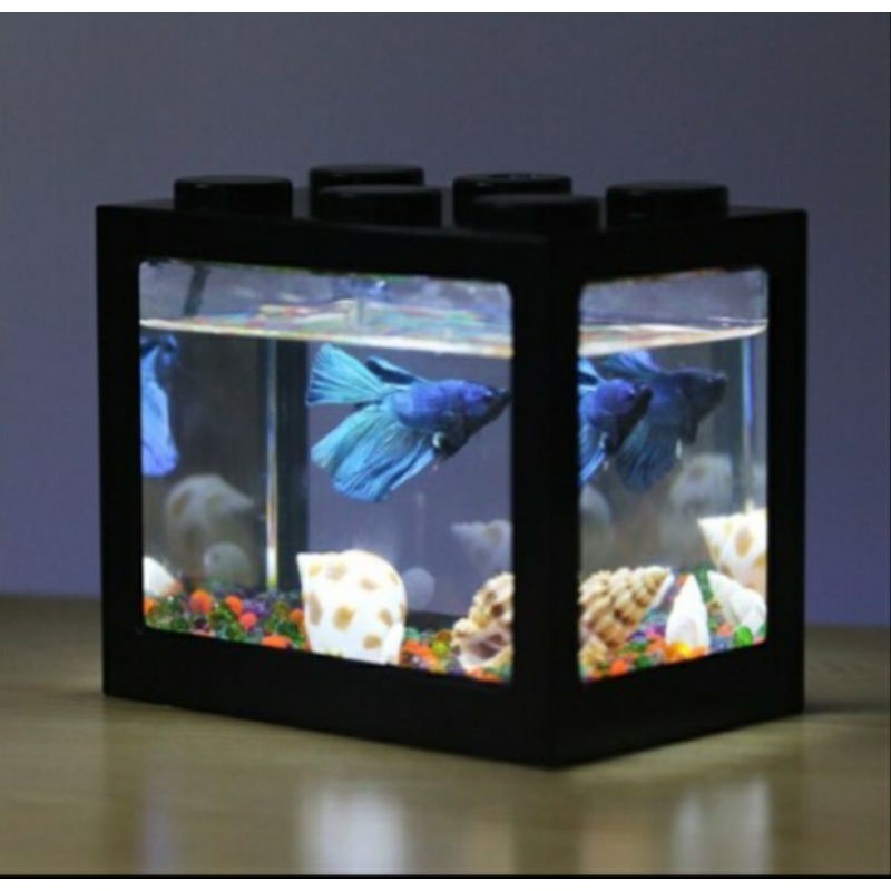 620 Aquarium Cupang Minimalis Terbaru