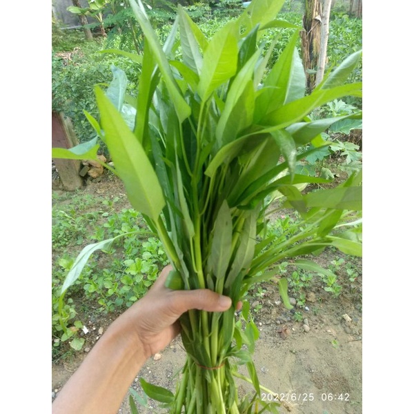 

sayur kangkung segar