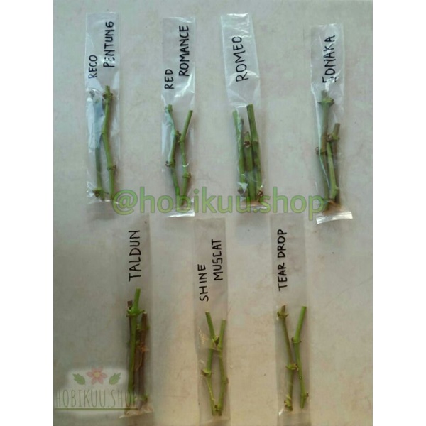 ENTRES ANGGUR IMPOR 5 MATUN VARIAN TALDUN, RED ROMANCE, ROMEO, SONAKA,MANICURE FINGER (MF) DLL