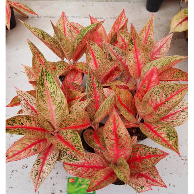 аглаонема вайт легаси. аглаонема легаси. аглаонема spotted star. аглаонема легаси. аглаонема legacy.