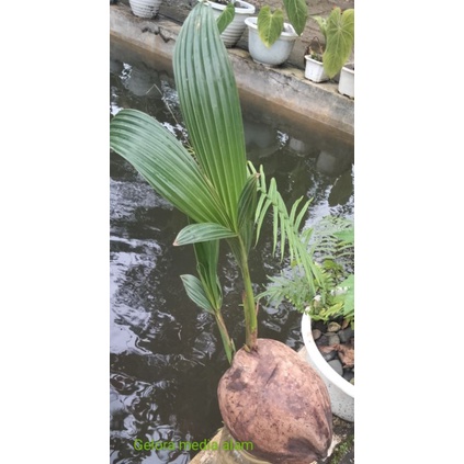 Bibit kelapa kembar2 unik dan antik