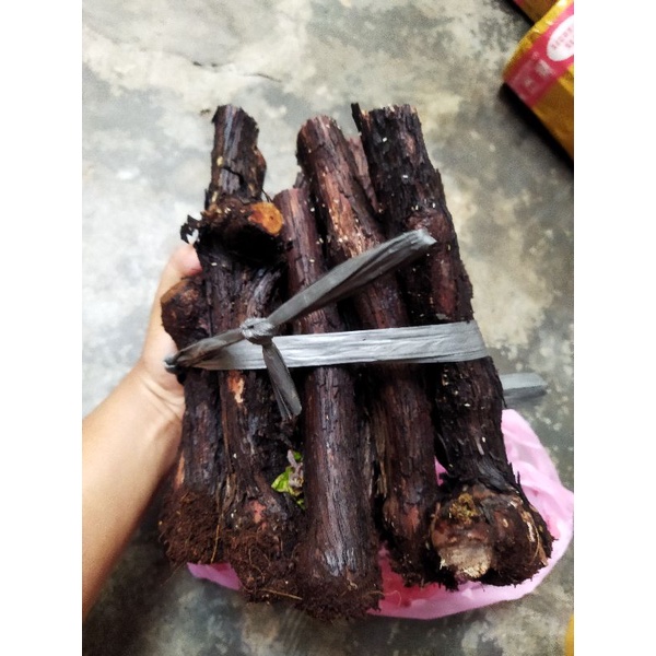 cutting anggur alfonso batang besar